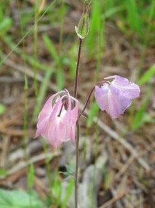 2014.6.18 odamaki pinkuJPG