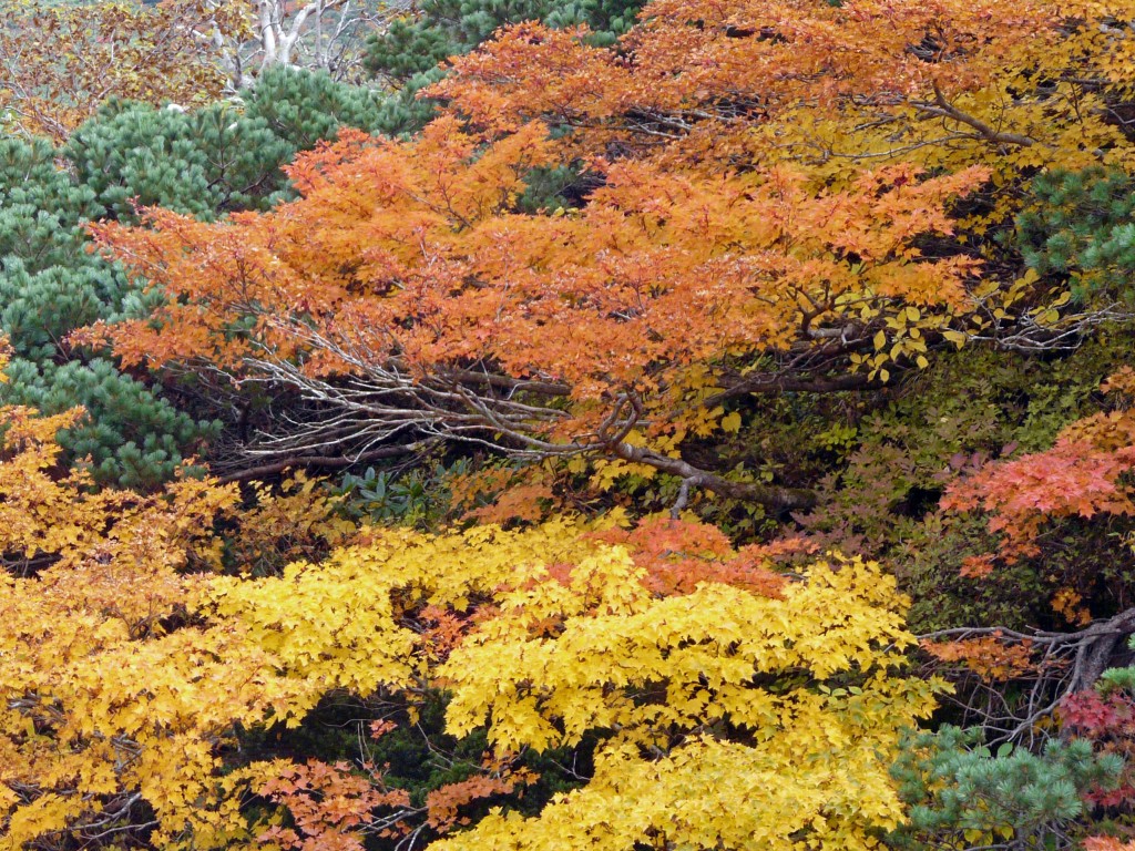 紅葉