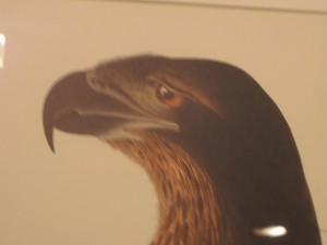 Depressed eagle