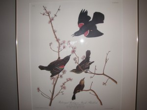 Red Winged Blackbird