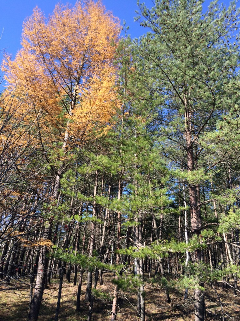 カラマツと赤松