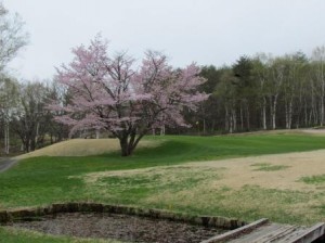 ★山桜