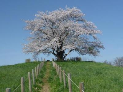 為内の一本桜