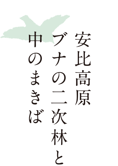 安比高原ブナの二次林と中のまきば