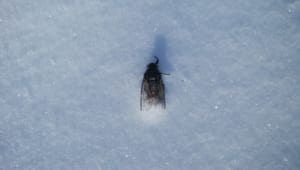 黒沢の森歩き～スノーシュー～ - 安比高原