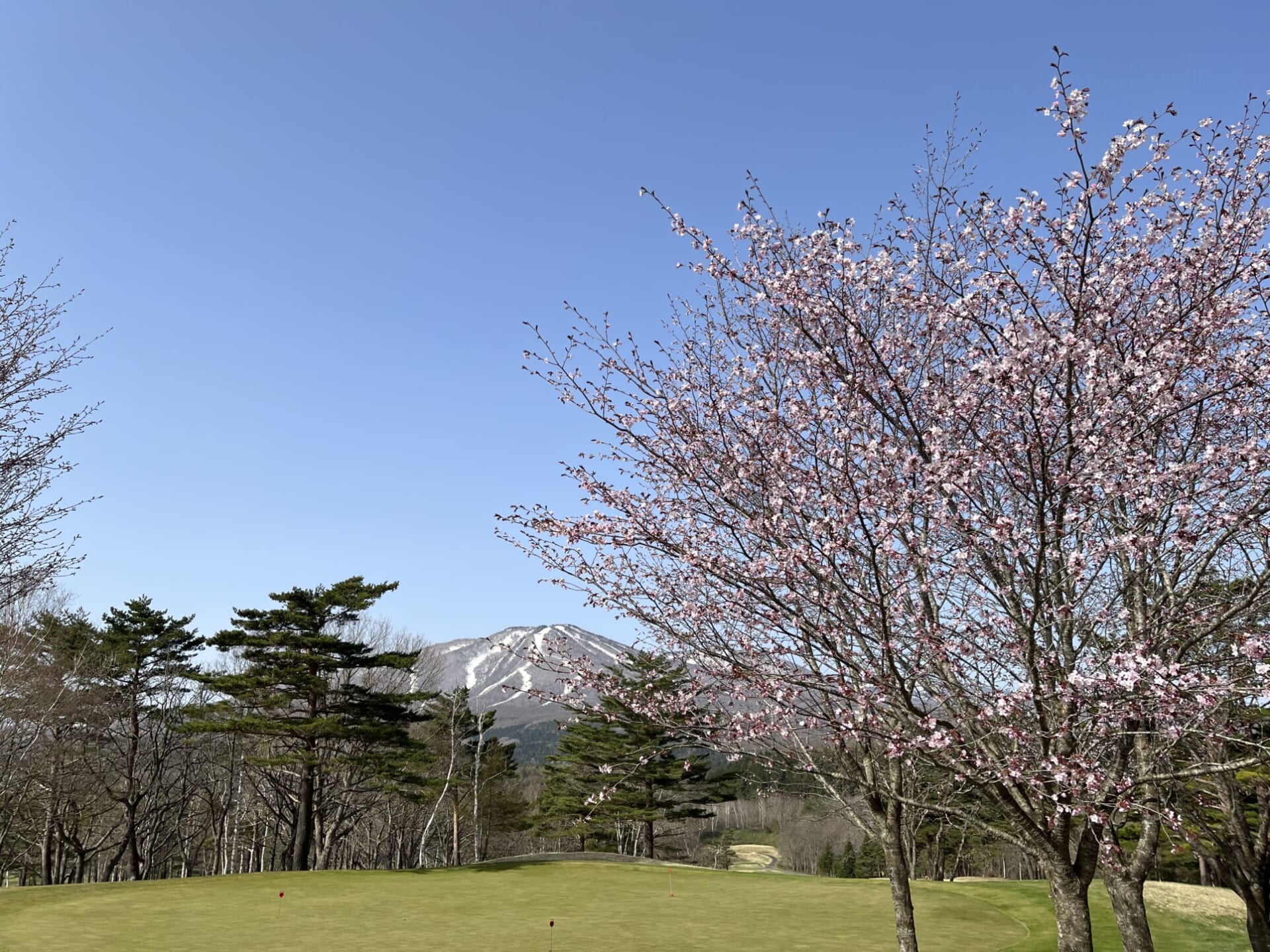 安比・八幡平の桜