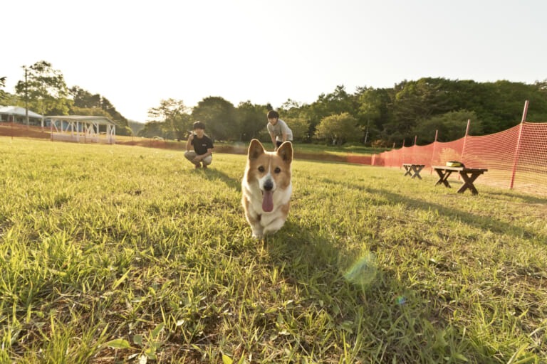 Experience the Green Season - APPI RESORT