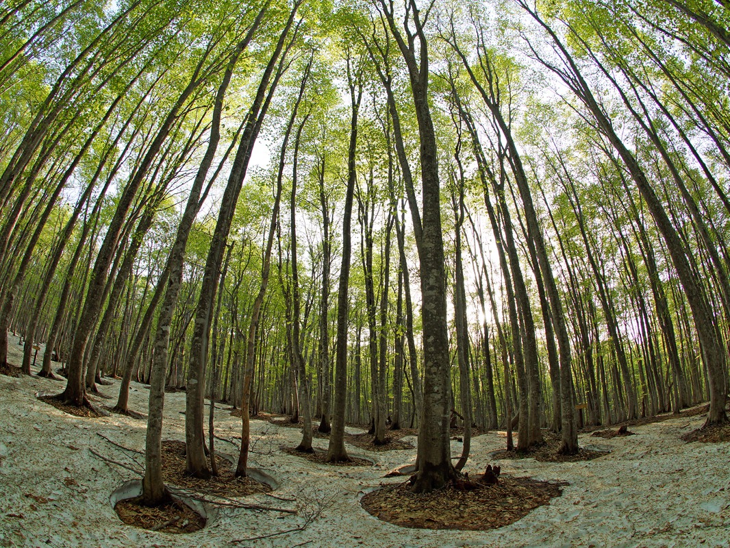 安比高原 - Appi Kogen Beech Forest Exploration Tour