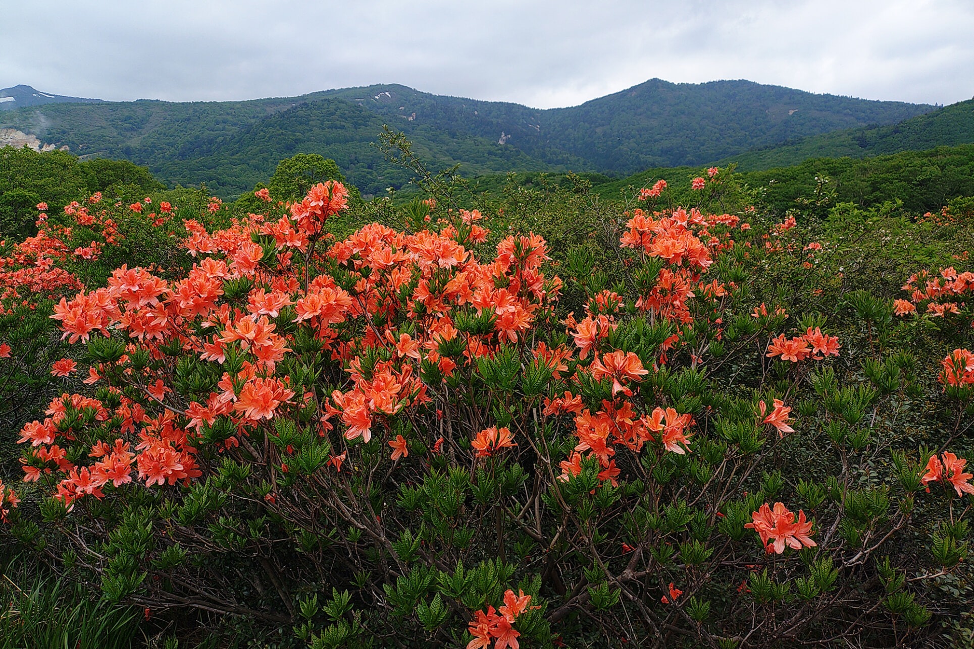 安比高原 - 八幡平ドラゴンアイ散策ツアー