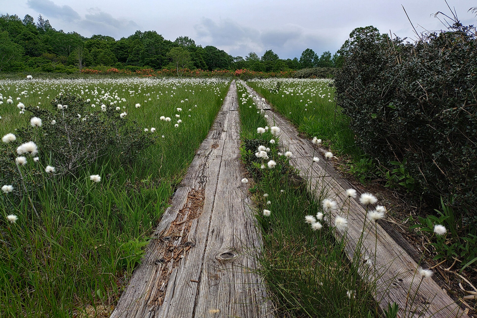 安比高原 - 八幡平ドラゴンアイ散策ツアー