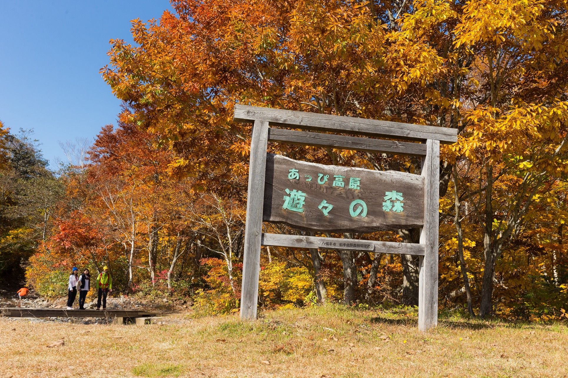 安比高原 - 安比高原ブナの二次林